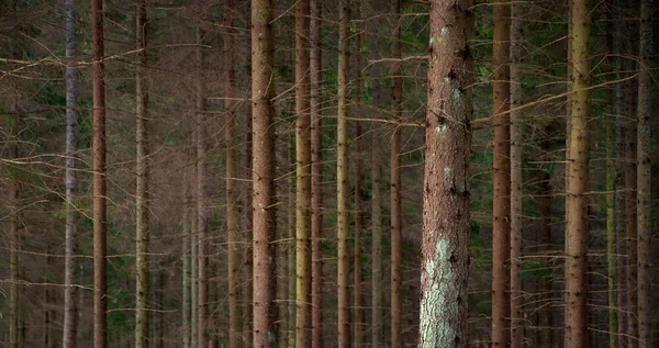 Густой лес — стоковое фото