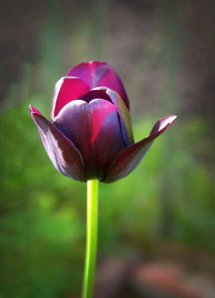 Violette Tulpe — Stockfoto