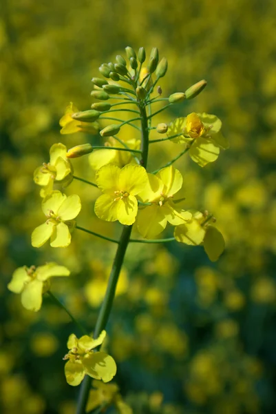 Flor de aceite de colza — Foto de Stock