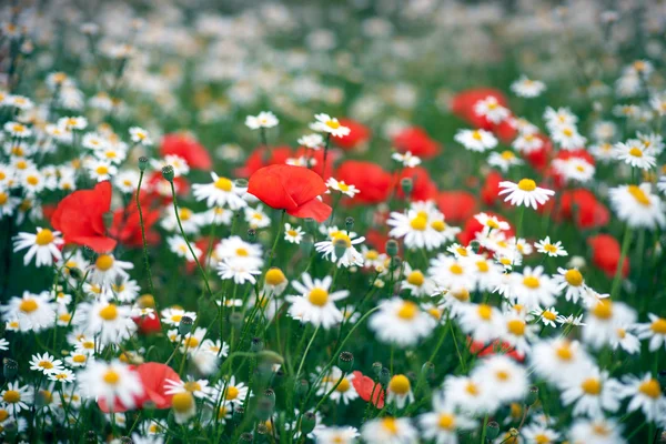 Daisys e papavero fiori — Foto Stock