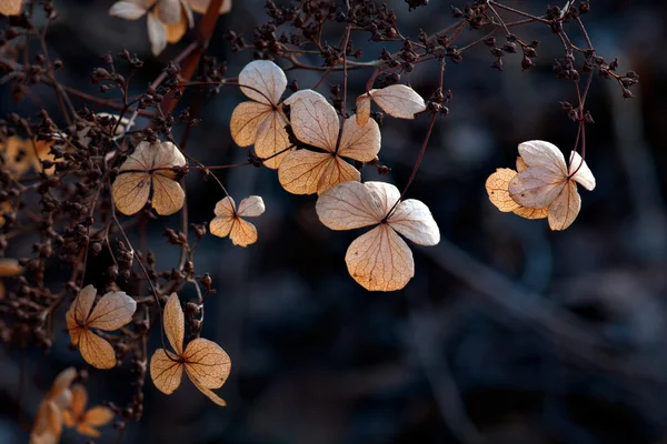 Flores secas marrons — Fotografia de Stock