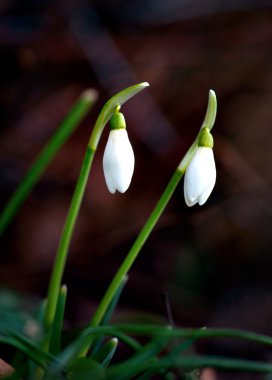 Snowdrops clipart