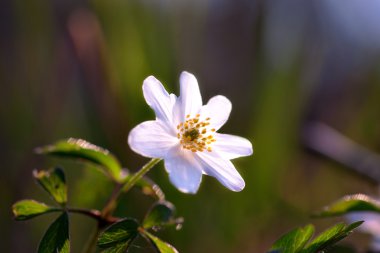 Windflower