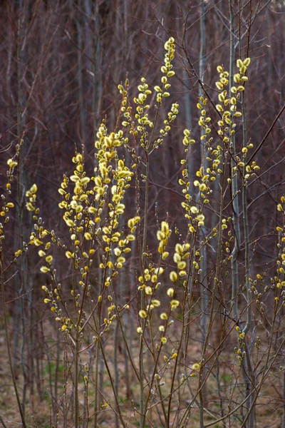 Pussy willow — Stock Photo, Image