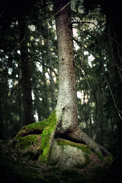 Gruseliger Baum mit Moos — Stockfoto
