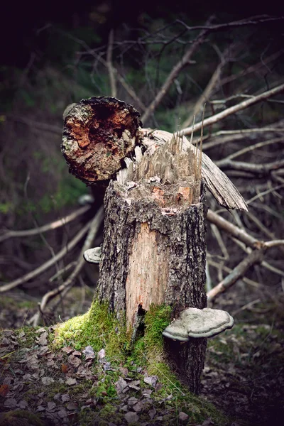Fallen old tree — Stok fotoğraf