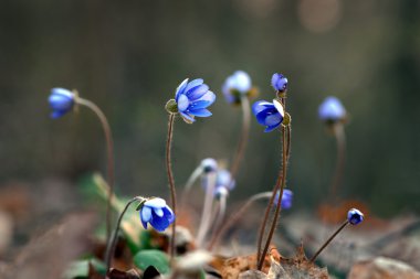 Anemone hepatica clipart