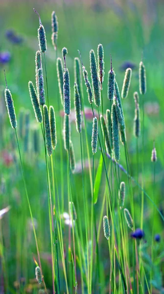 Hinterleuchtetes Gras — Stockfoto
