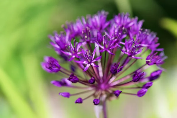 Allium flower — Stockfoto