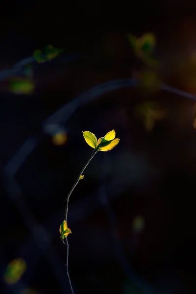 Folhas verdes no galho — Fotografia de Stock