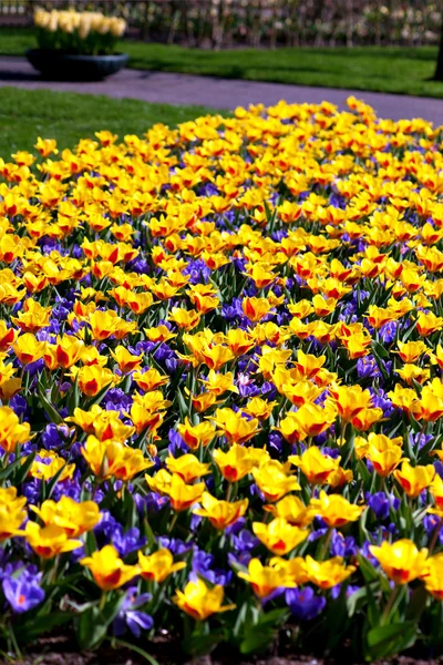 Tulips and crocuses — Stock Photo, Image
