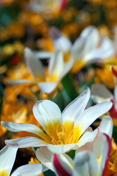 White and yellow tulip — Stock Photo, Image