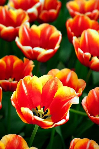 Tulipa vermelha e amarela — Fotografia de Stock