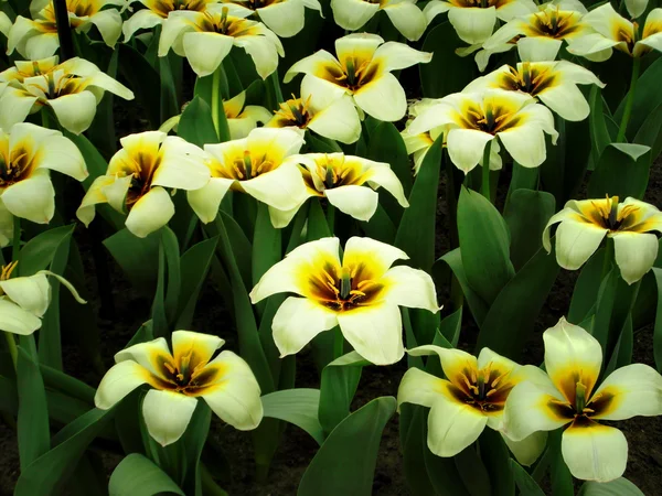 Tulipas amarelas e brancas — Fotografia de Stock