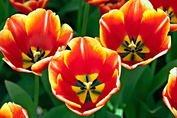 Tre tulipani — Foto Stock