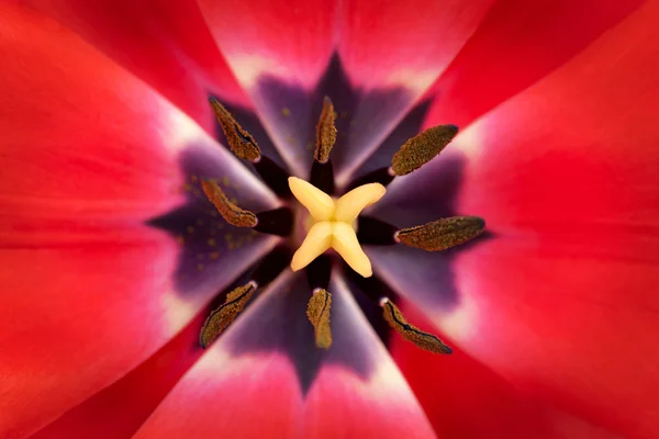 Primer plano de tulipán rojo —  Fotos de Stock