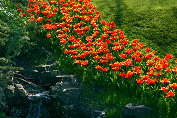 Rote und gelbe Tulpe — Stockfoto