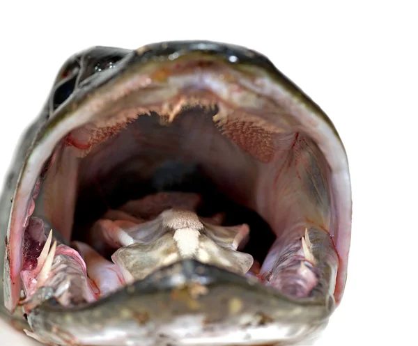 Mouth of pike — Stock Photo, Image
