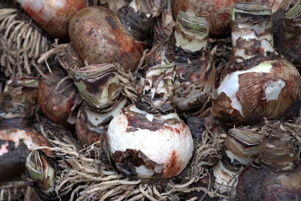 Lale soğanı — Stok fotoğraf