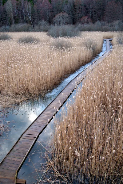Promenade pad in wetland — Stockfoto