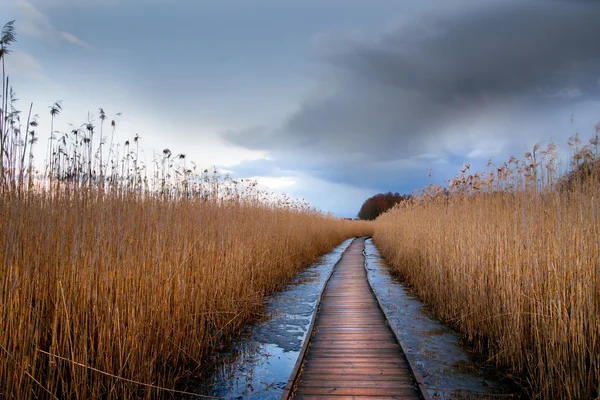 Houten traject in wetland — Stockfoto