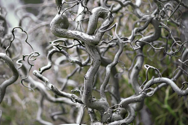 Kıvrılmış sapları ile bitki — Stok fotoğraf