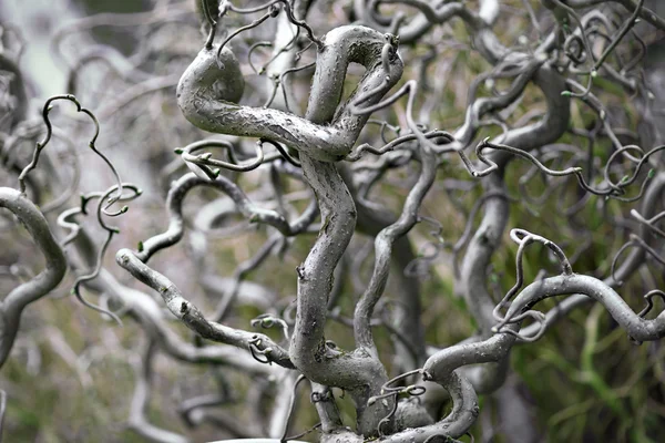 Plantera med böjda stjälkar — Stockfoto