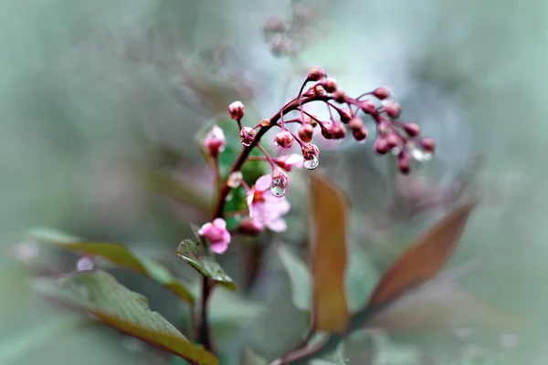 Fågel cherry blomknoppar med droppar vatten — Stockfoto
