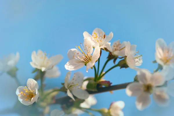 Virágok, gyümölcs fa — Stock Fotó