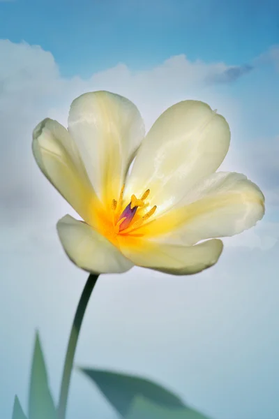 Tulipa branca e amarela — Fotografia de Stock