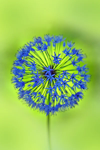 Allium çiçek — Stok fotoğraf