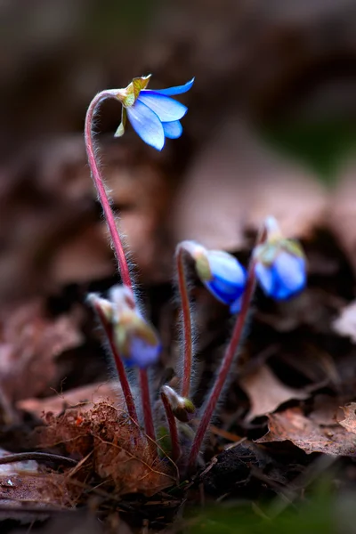 Bud modrý květ — ストック写真