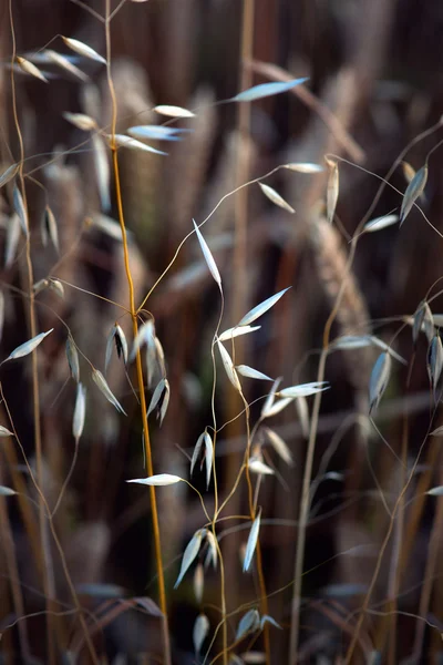 乾いた草 — ストック写真