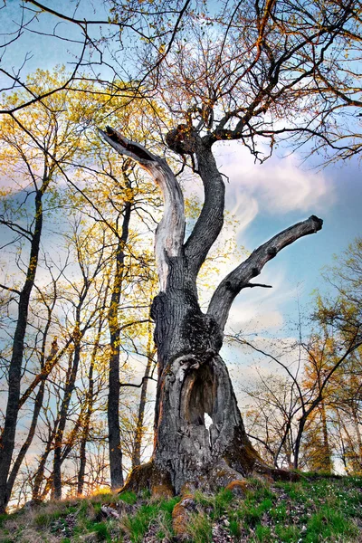 stock image Old oak tree