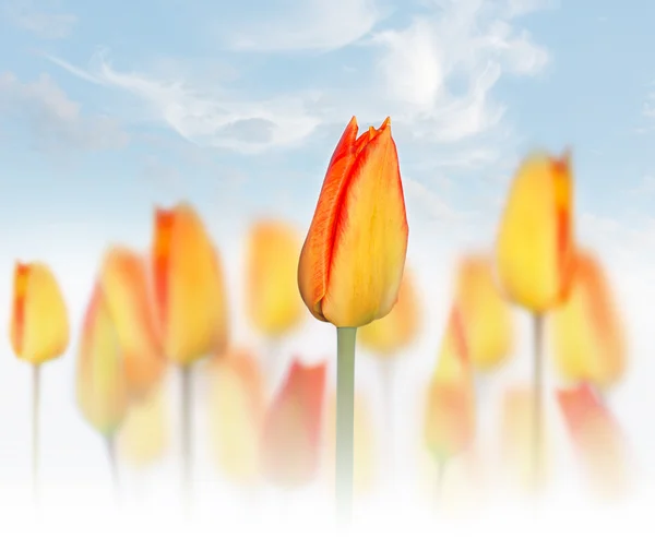 Gelbe und rote Tulpe — Stockfoto