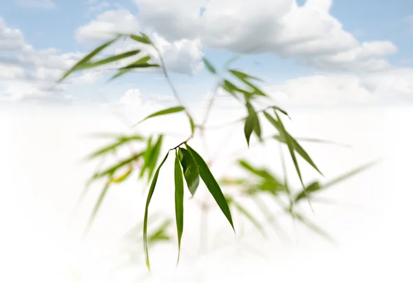 Bamboo on blue sky — Stock Photo, Image