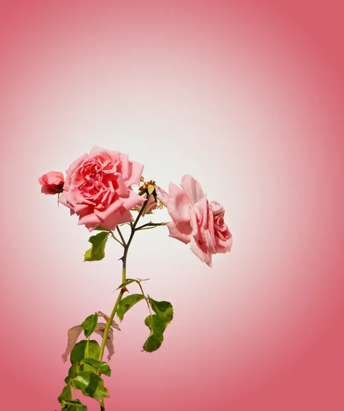 Rose rose sur fond rose — Photo