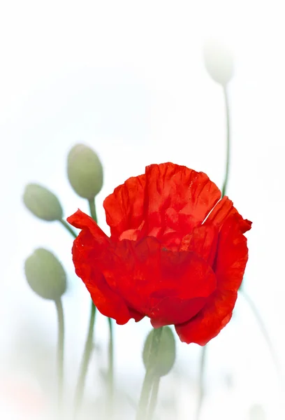 红罂粟 — 图库照片