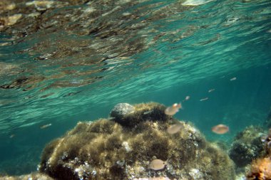 Underwater shot showing clear blue waters with fishes clipart