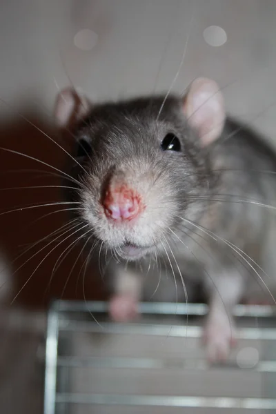 Rat noir de race Dumbo en cage — Photo