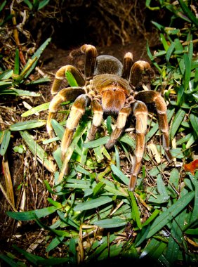 Tarantula