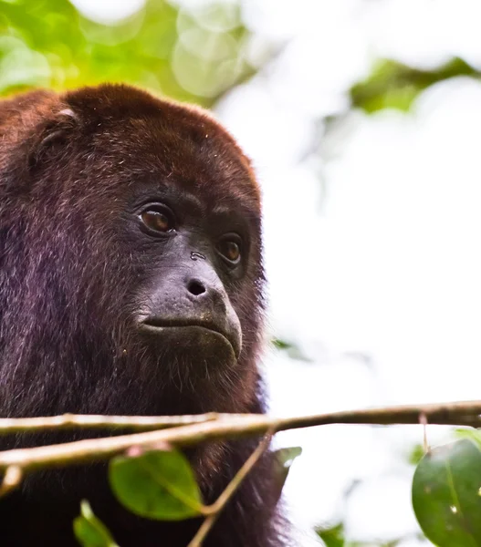 stock image Lazy monkey