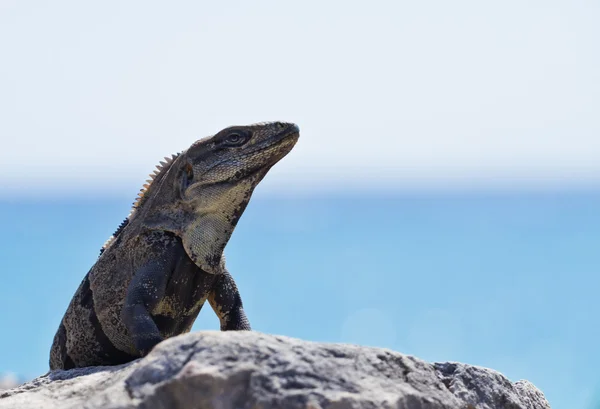 Mexikanska iguana — Stockfoto