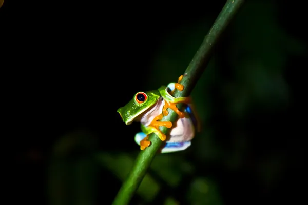 Smiling tree frog — Stock Photo, Image