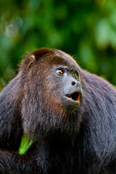 Macaco uivante — Fotografia de Stock
