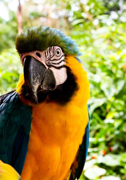Blue and yellow Macaw — Stock Photo, Image