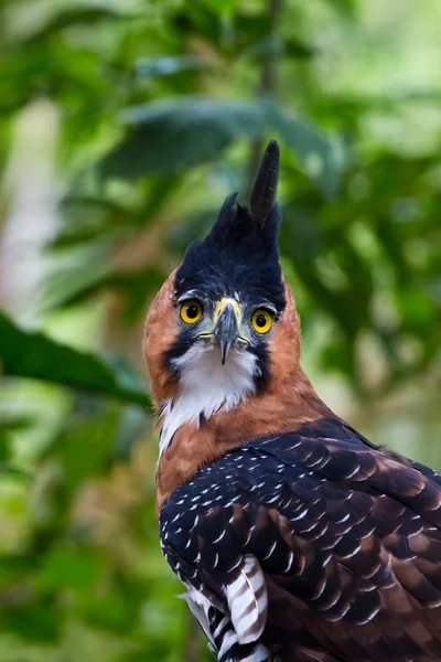 stock image Bird of prey