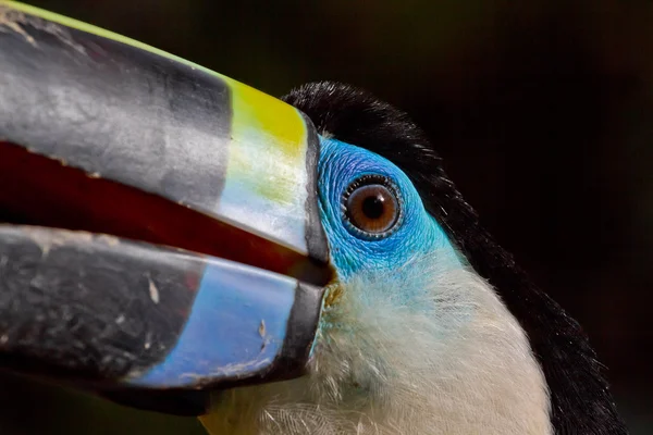 Terry the Toucan — Stock Photo, Image