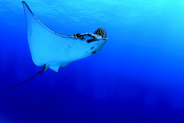 Spotted eagle ray — Stock Photo, Image