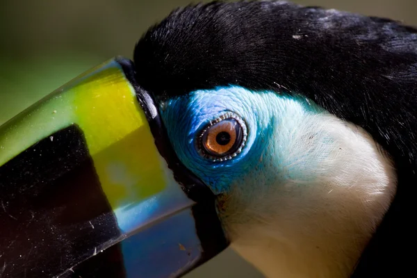 Tukan modrý oko — Stock fotografie